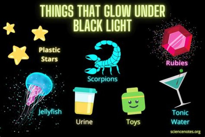 Do black lights show urine?