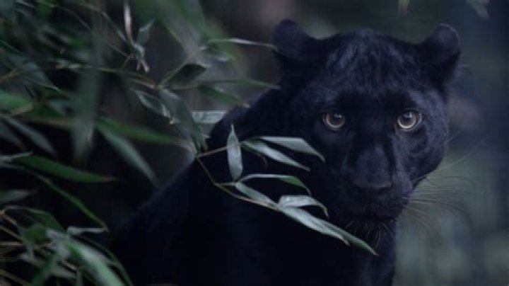 Do black panthers live in England?