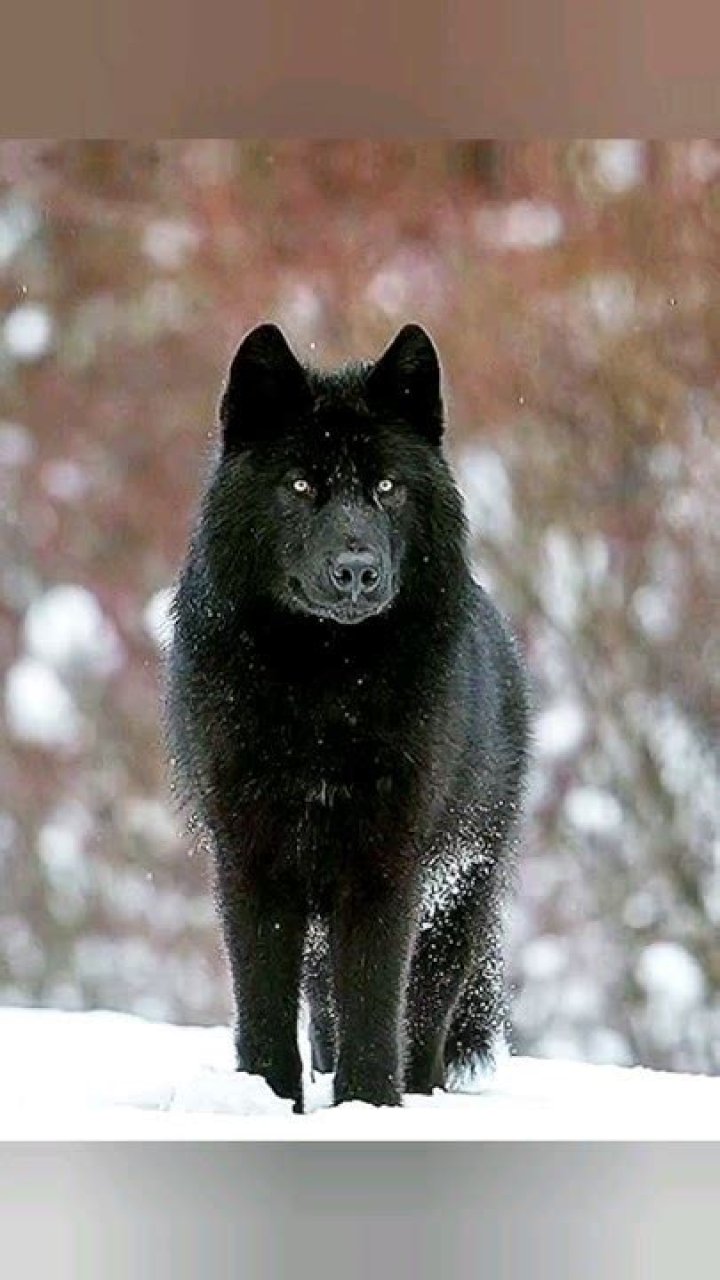 Do black wolves have dog DNA?