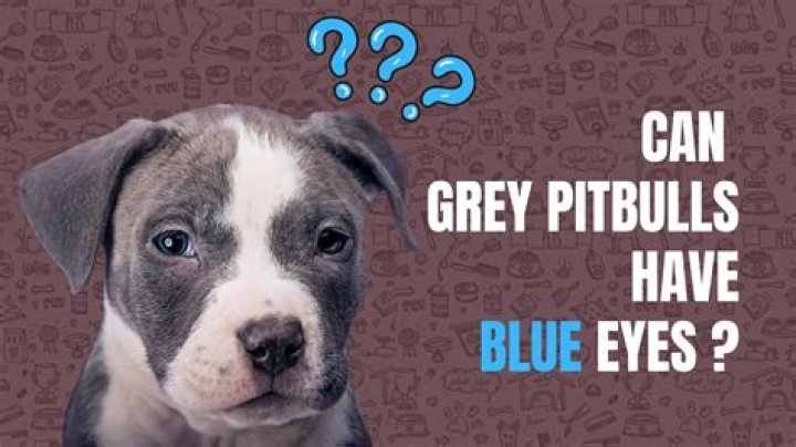 Do blue nose pitbulls eyes stay blue?