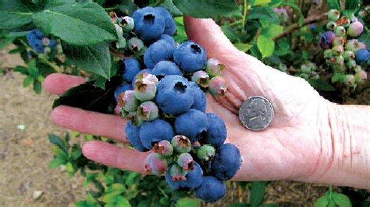 Do blueberries come back every year?