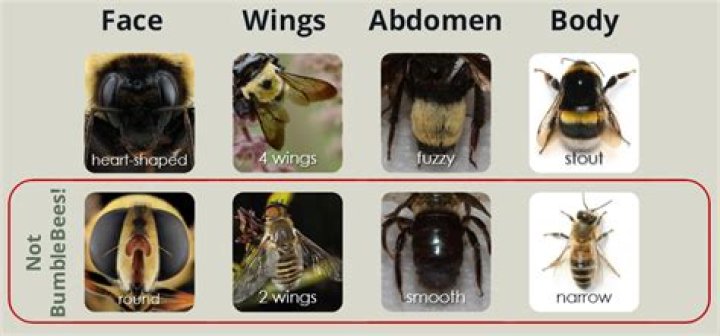Do bumble bees have 2 or 4 wings?