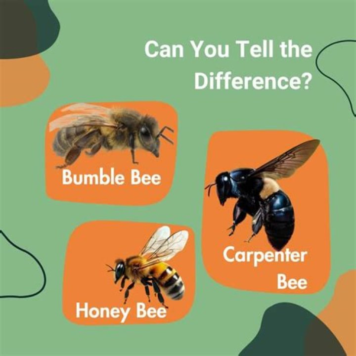 Do carpenter bees remember you?