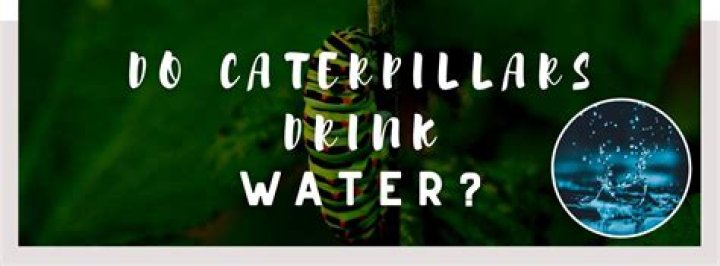 Do caterpillars drink water?