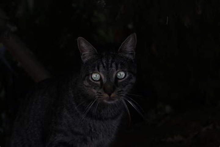 Do cats have night vision?