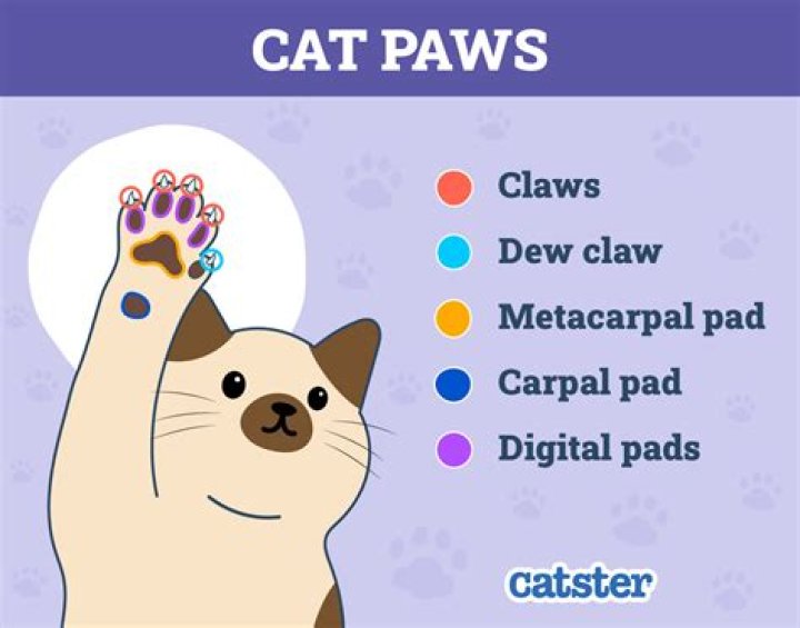 Do cats have paws?