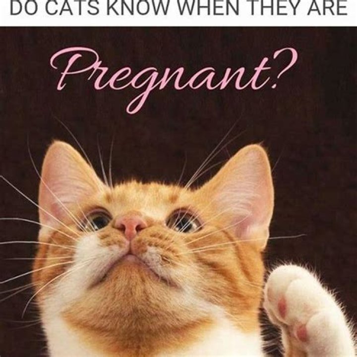 Do cats know if they are pregnant?