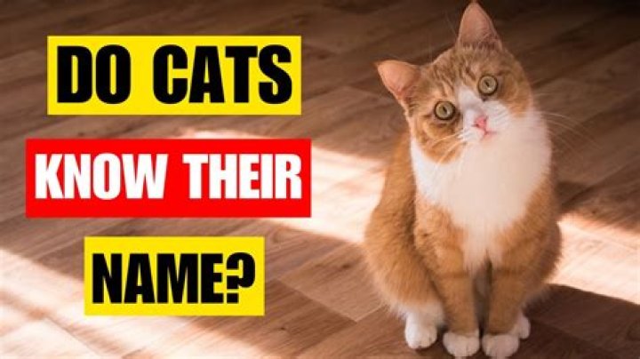 Do cats know their own name?