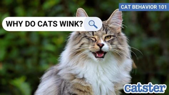 Do cats wink on purpose?