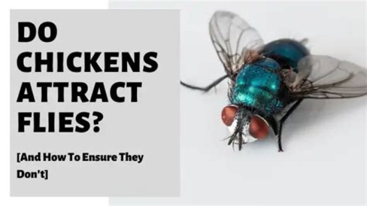 Do chickens attract flies?