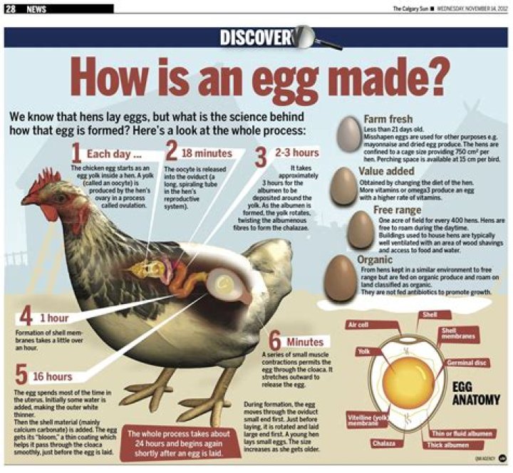 Do chickens know which eggs are theirs?