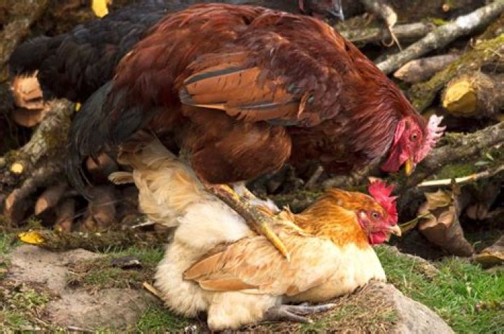 Do chickens love each other?