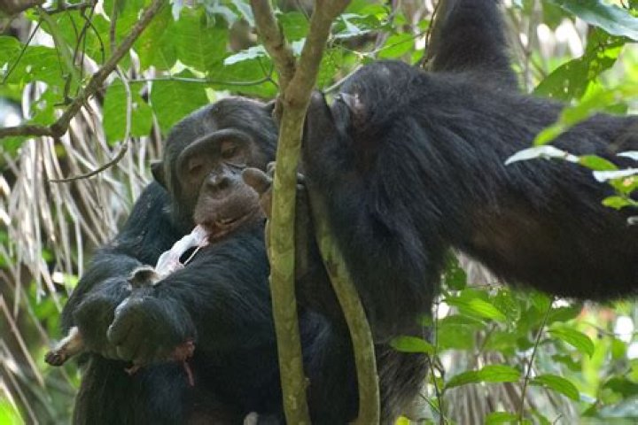 Do chimps eat humans?