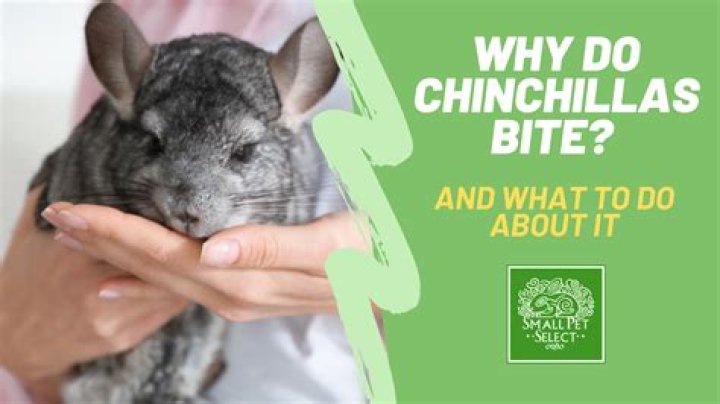 Do chinchillas bite?
