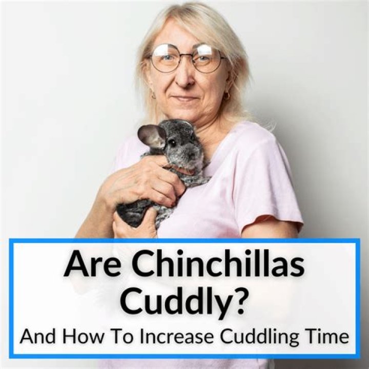 Do chinchillas cuddle?