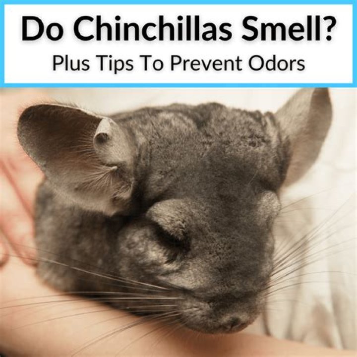 Do chinchillas pee smell?