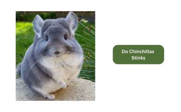Do chinchillas stink?