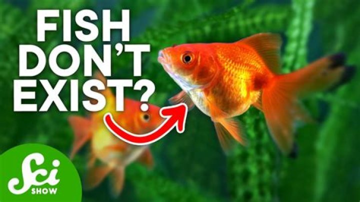 Do clear fish exist?