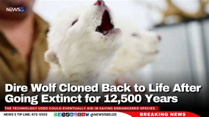 Do cloned animals suffer?