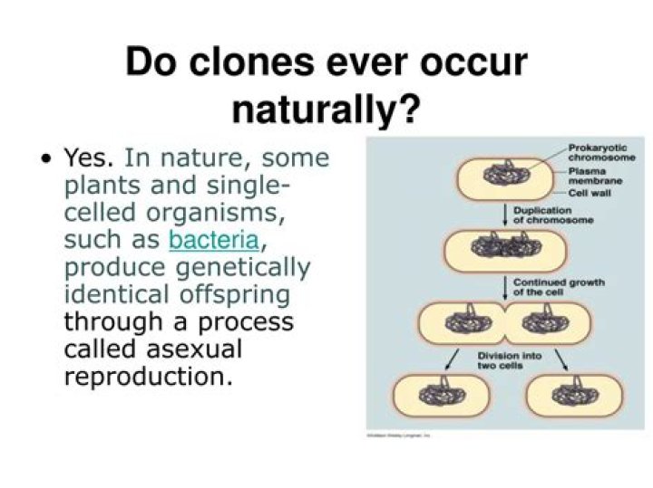 Do clones ever occur naturally?