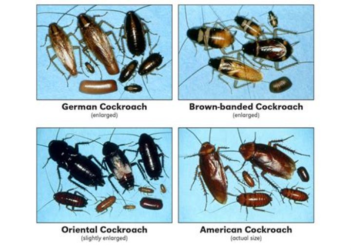 Do cockroaches hide in beds?