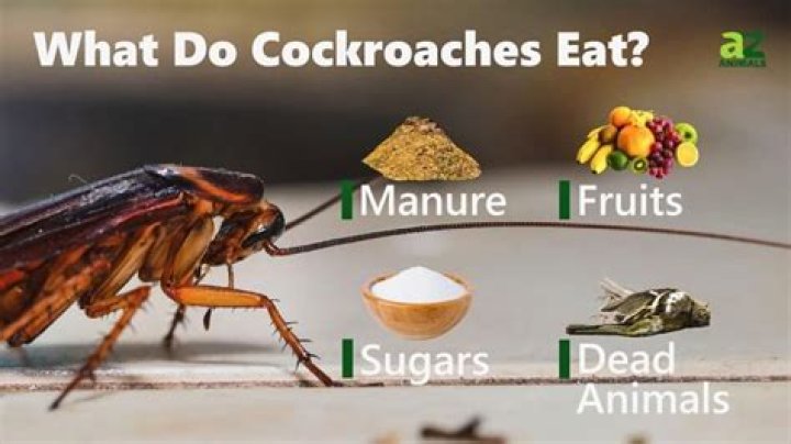Do cockroaches like Coke?