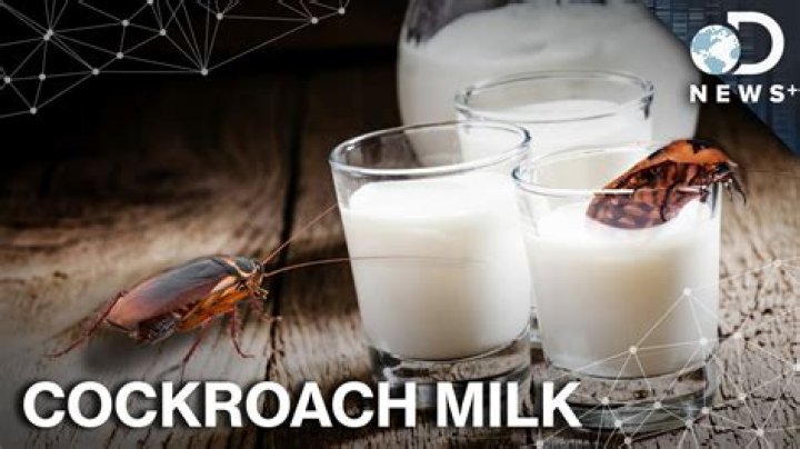 Do cockroaches make milk?