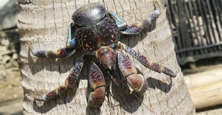 Do coconut crabs eat humans?