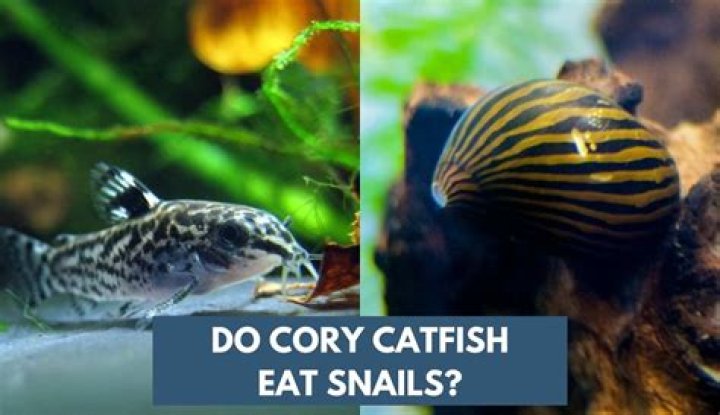 Do cory catfish eat fish poop?