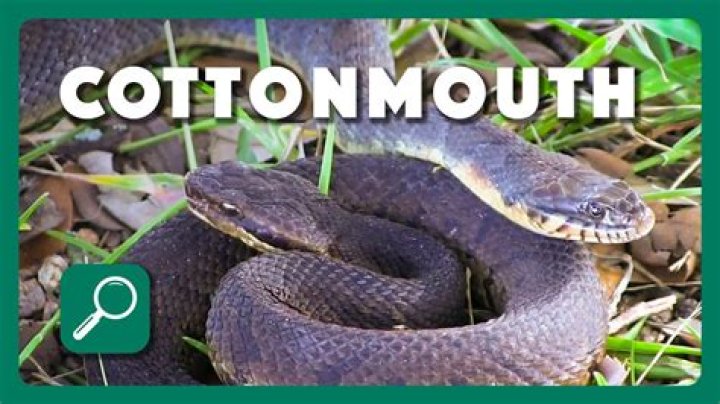 Do cottonmouths stink?