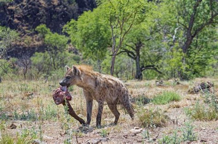 Do crocs eat wild dogs?