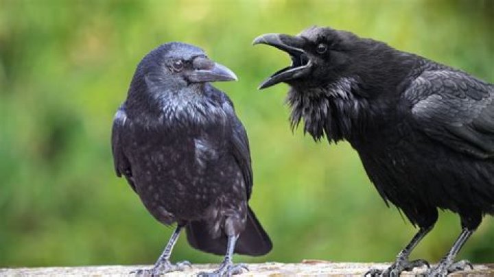 Do crows and owls get along?