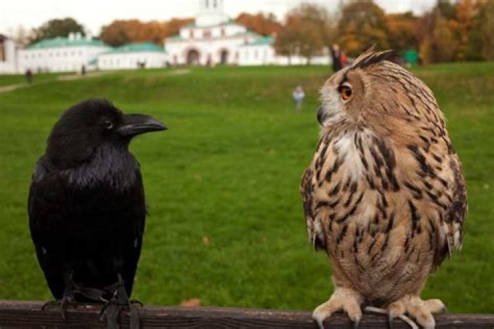 Do crows and owls hate each other?