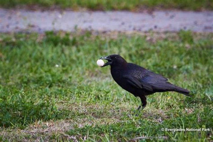 Do crows eat wasps?