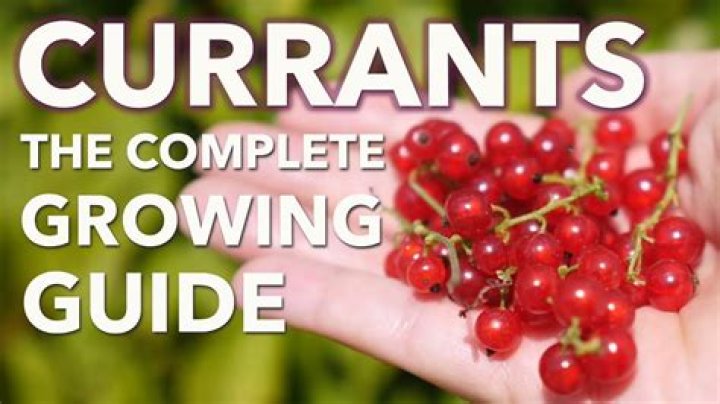 Do currants grow in the US?