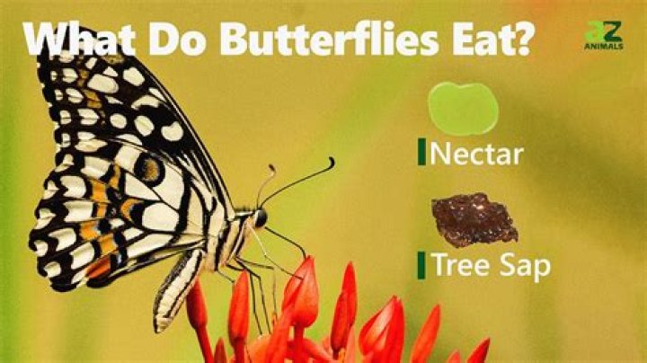 Do dead bodies attract butterflies?