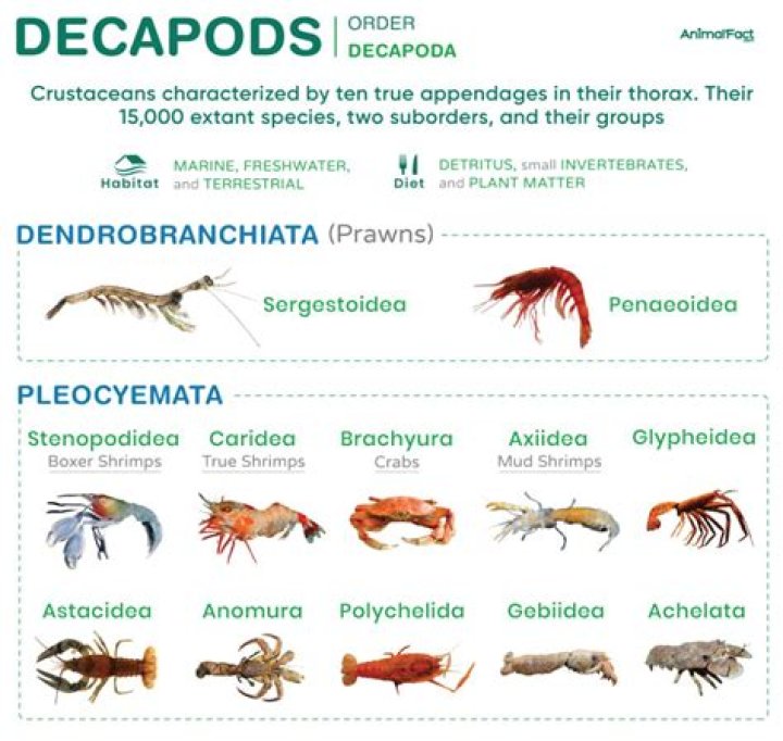 Do Decapods feel pain?