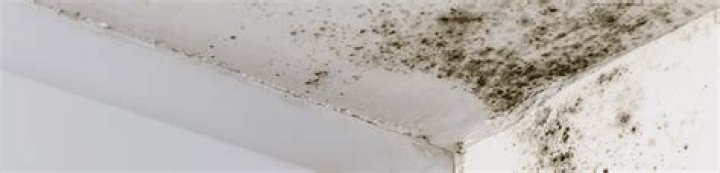 Do dehumidifiers stop mould?