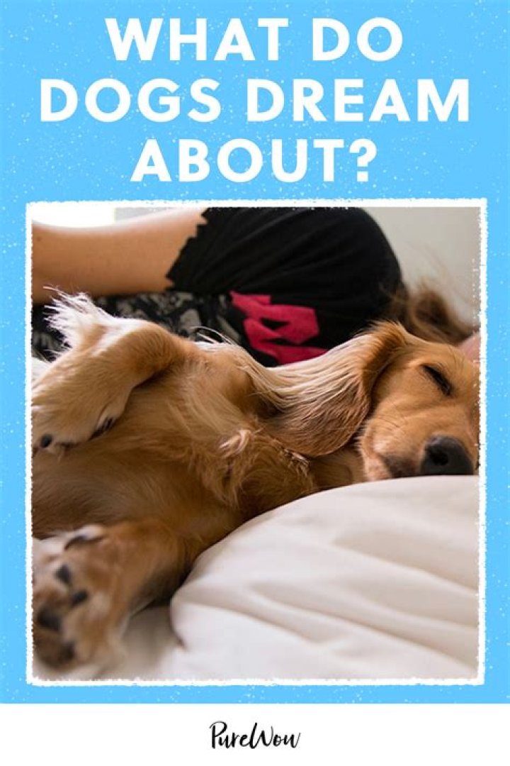 Do dogs dream about their owner?