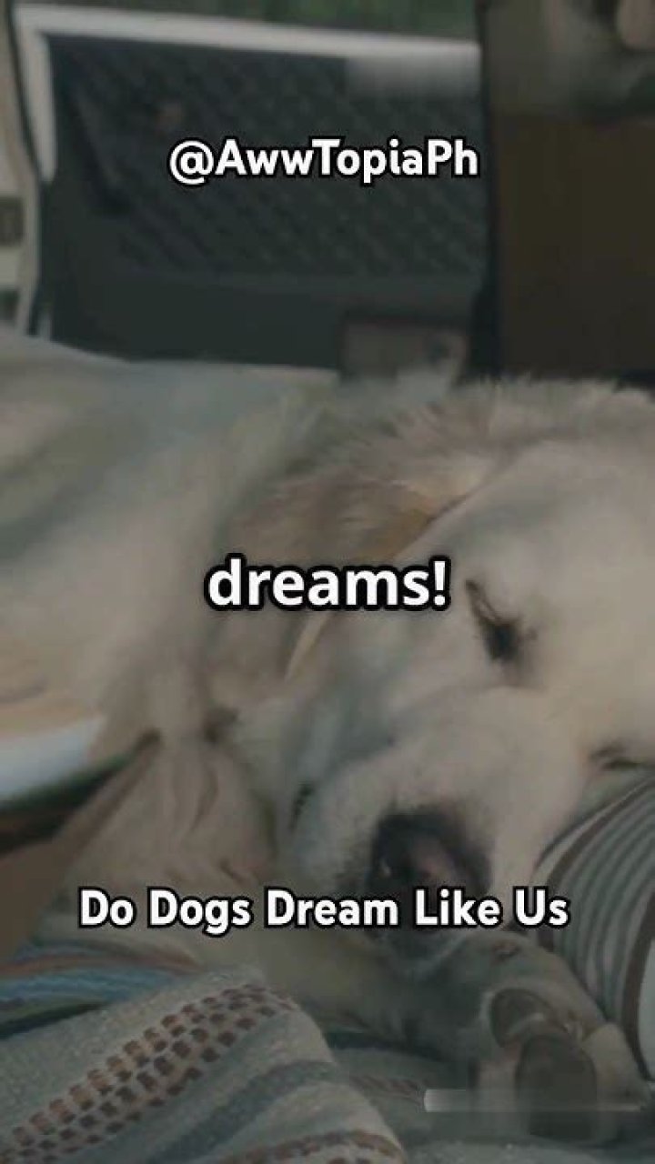 Do dogs dream like us?