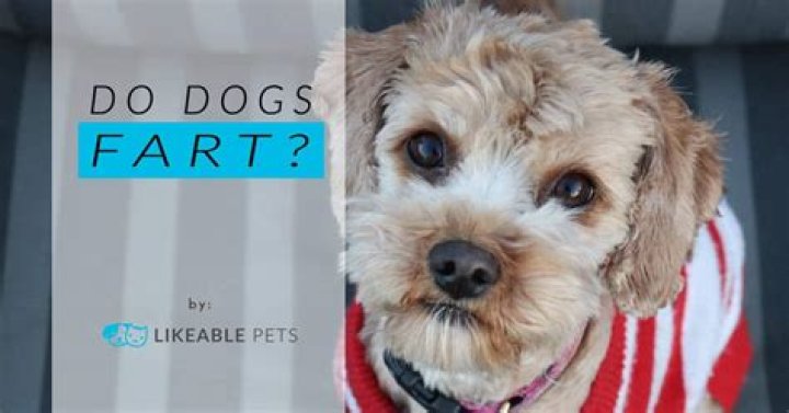 Do dogs fart loud?