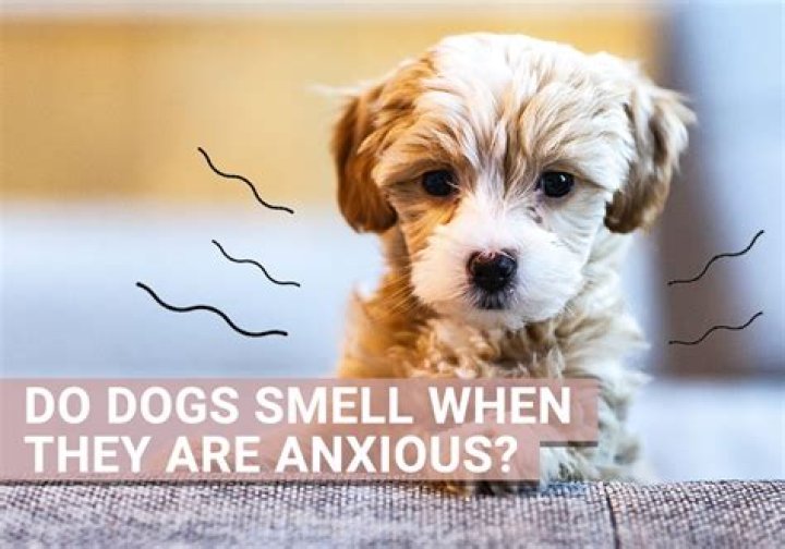 Do dogs have a smell when they are dying?