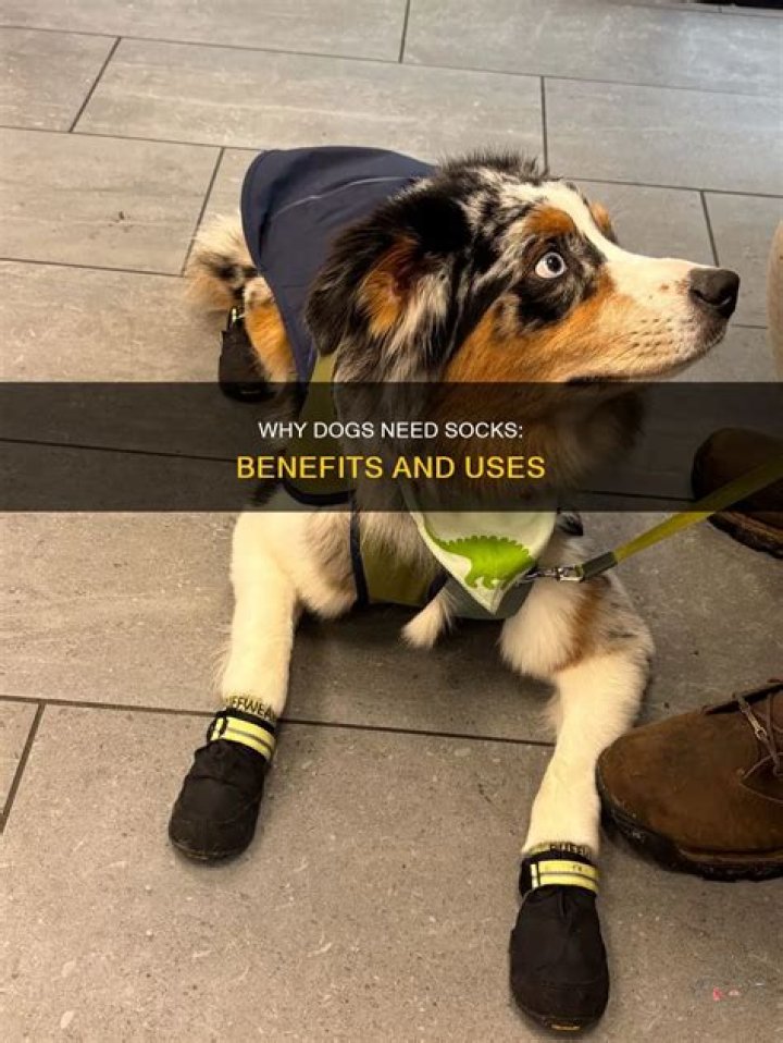 Do dogs need socks?