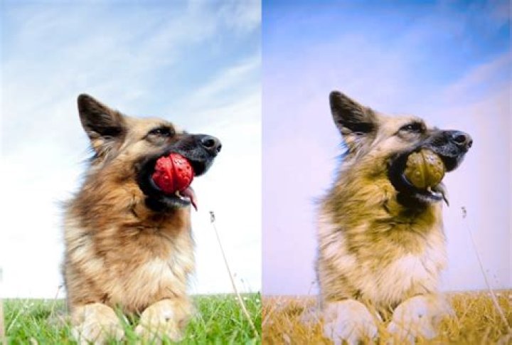 Do dogs see cats as prey?