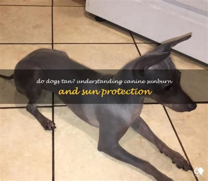 Do dogs tan?