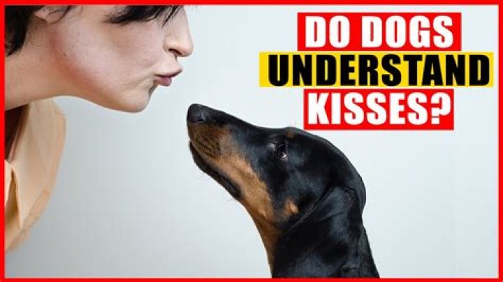 Do dogs understand good girl?