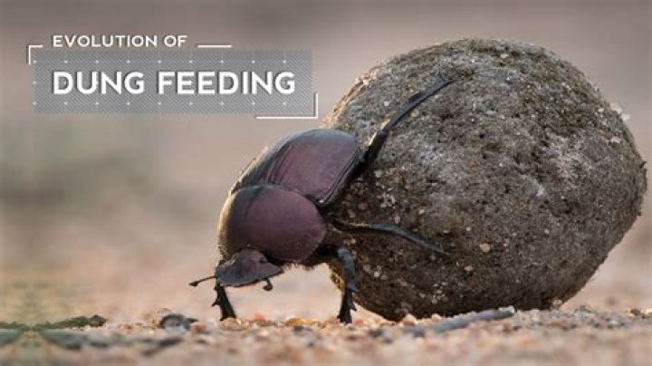 Do dung beetles eat their own poop?