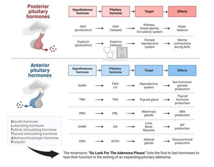 Do eggs affect hormones?