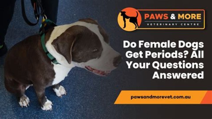 Do female dogs have a favorite person?