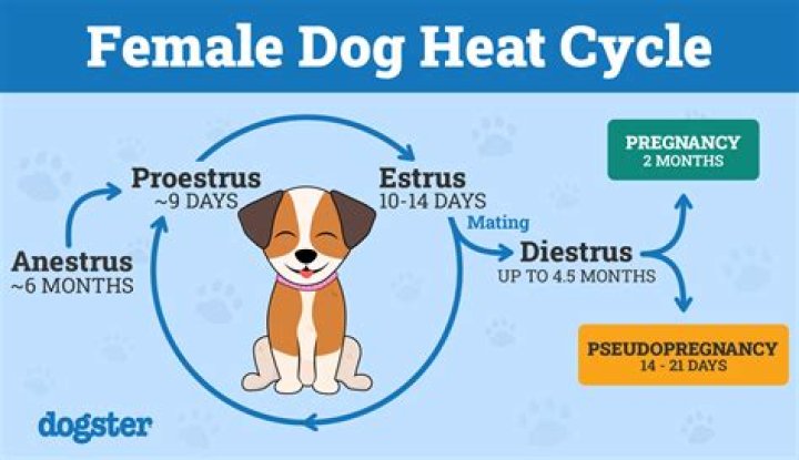 Do female dogs have a period?